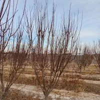 درخت میوه|گل و گیاه طبیعی|رباط‌کریم, انجم آباد|دیوار