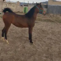 اسب مادیان کرد