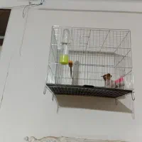 قناری نروماده سبز سوخته|پرنده|محمدیه-قزوین, |دیوار