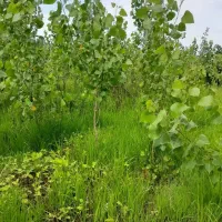 فروش ویژه زمین مسکونی