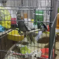 عروس هلندی با قفس|پرنده|تهران, امام زاده عبدالله|دیوار