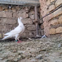 کفتر