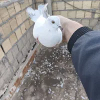 کفتر پتی|پرنده|قم, نیروگاه|دیوار