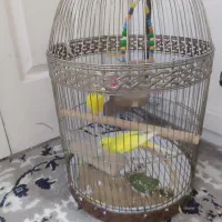 مرغ عشق باقفس