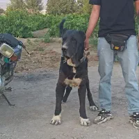 فروشی سگ سراب