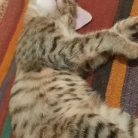 واگذاری گربه DLH|گربه|سنندج, |دیوار