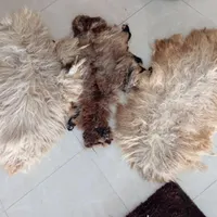 پوست گوسفند
