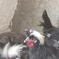 ۷ تا خروس لهستانی فروشی|حیوانات مزرعه|شاهدشهر, |دیوار