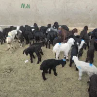 برهشیری و بزغاله شیری