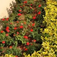 خدمات باغبانی باغچه کاری بیل زنی چمن کاری|خدمات باغبانی و درختکاری|تهران, پاسداران|دیوار
