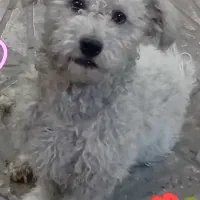 سگ گمشده