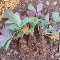 نشا سابرینا خالص|خدمات باغبانی و درختکاری|سنندج, |دیوار