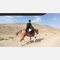 اسب یورغ