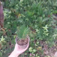 سیکاس فقط۵۰هزار تومان مطابق تصویر|گل و گیاه طبیعی|رشت, خواهر امام|دیوار