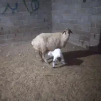 میش‌بره‌دار