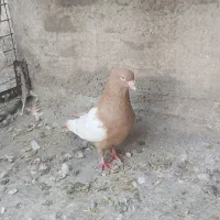 کبوتر