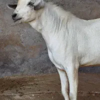 نری سومال یک ساله