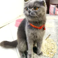 اسکاتیش بلو ماده توضیحات خوانده شود