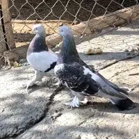 جفت ترکیه فروشی|پرنده|فیروزآباد (آذربایجان), |دیوار