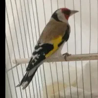 سهره کرمانی نر