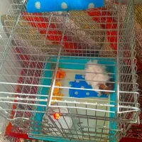 خوکچه هلندی|موش و خرگوش|تبریز, |دیوار