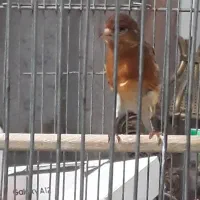 سهره قناری ابلغ ریزه خون|پرنده|تهران, تهرانپارس غربی|دیوار