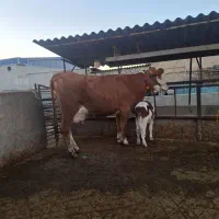 گاو سیمیتال قرمز|حیوانات مزرعه|گرگان, |دیوار