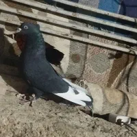 فروش پنج تا کفتر رنگی|پرنده|داراب, |دیوار