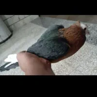 با سلام دوستان ده عدد کفتر بفروش میرید