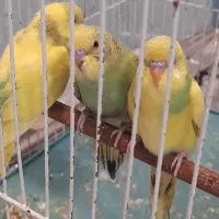 مرغ عشق|پرنده|قوچان, |دیوار