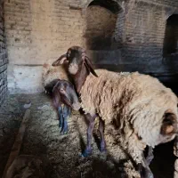 میش با بره ماده چهل کیلویی هر دو ابستن