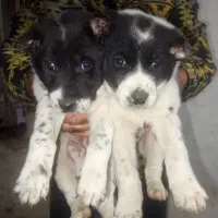 توله سگ قدرجونی کرج ولداباد|سگ|محمدشهر, ولدآباد|دیوار