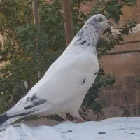 کبوتر|پرنده|کیار, |دیوار