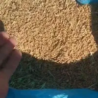 جو و ارپا|خوردنی و آشامیدنی|هشترود, |دیوار