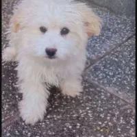 سگ پاپی خونگی ۳ماهه