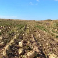 فروش چغندر قند در شهرک ارس