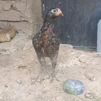 جوجه لاری هندی