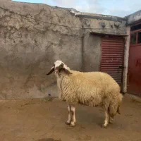 قوچ  سنجابی اصل