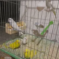 مرغ عشق رنگ خاص جوان در قرچک