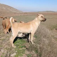 توله سرابی ۴ماهه