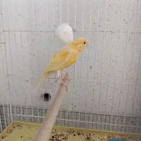 عروس وکوتوله|پرنده|ابریشم, |دیوار