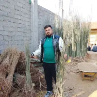 انواع صنوبر و کبوده پرریشه