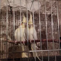 معاوضه عروس هلندی ماده  با نر|پرنده|شهرضا, |دیوار