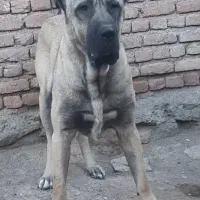 سگ سرابی