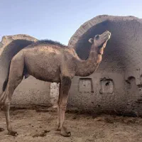 شتر فروشی|حیوانات مزرعه|قم, نوبهار|دیوار