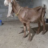 بز پاکستانی باردار|حیوانات مزرعه|بندر ماهشهر, |دیوار