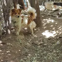 واگذاری توافقی سگ پاپی