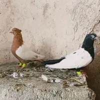 کبوتر سینه ای پالخت
