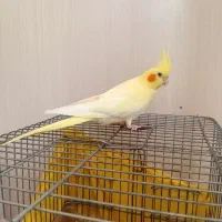 عروس هلندی لوتینوزعفرانی کینگ سایز|پرنده|قدس, شهرقدس|دیوار