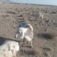 قوچ
